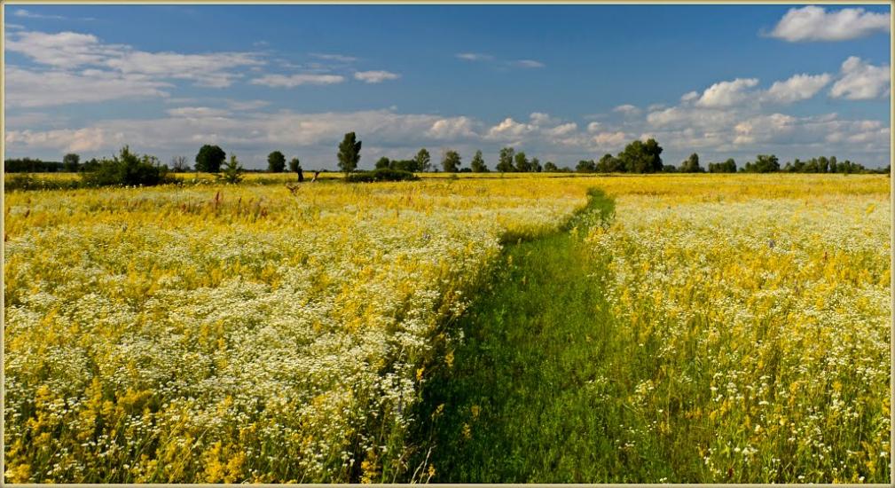 Нижча Дубечня з panoramio.com - Низшая Дубечня