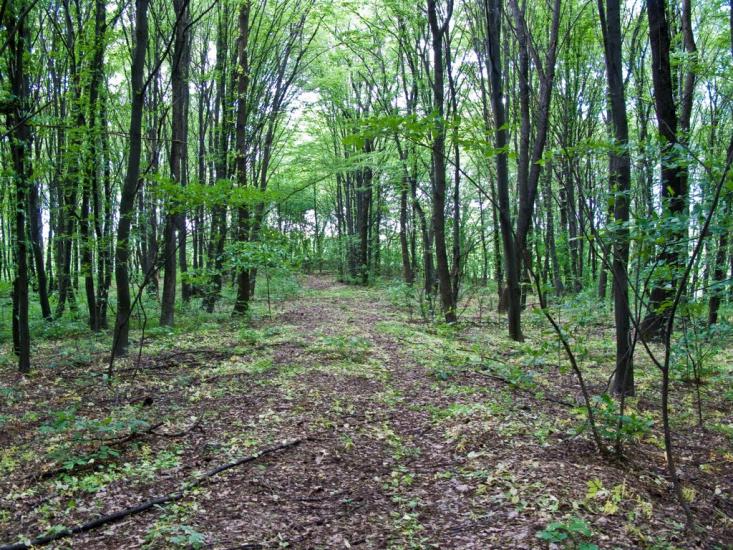 Луковиця з panoramio.com - Луковица