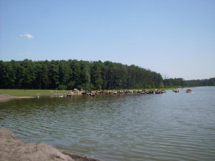 Нараївка з panoramio.com - Нараевка