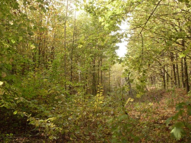 Городок з panoramio.com - Городок