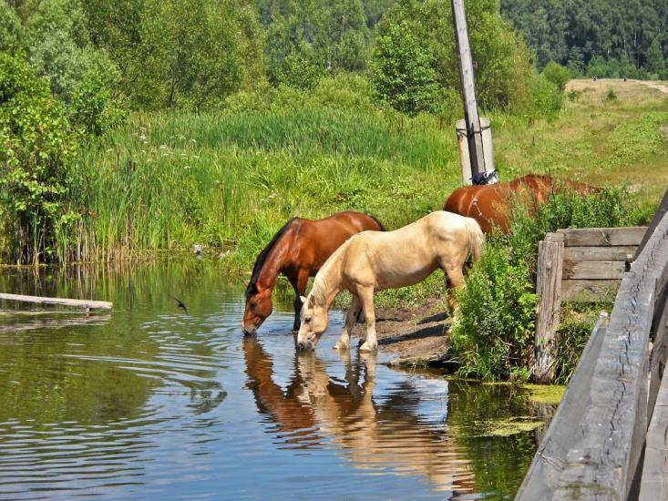 Короп з panoramio.com - Короп