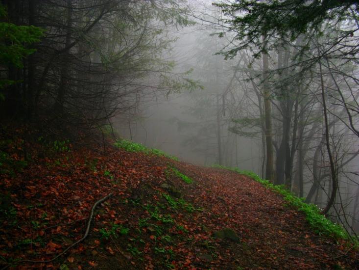 Карпатське з panoramio.com - Карпатське