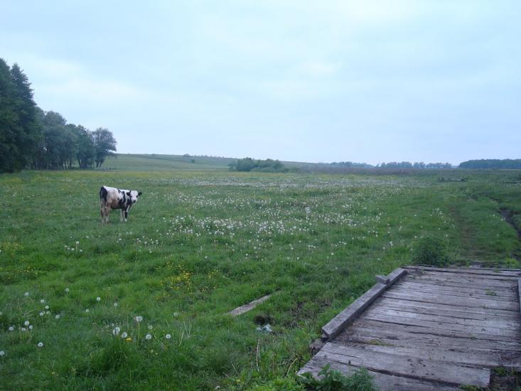 Малашівці з panoramio.com - Малашевцы