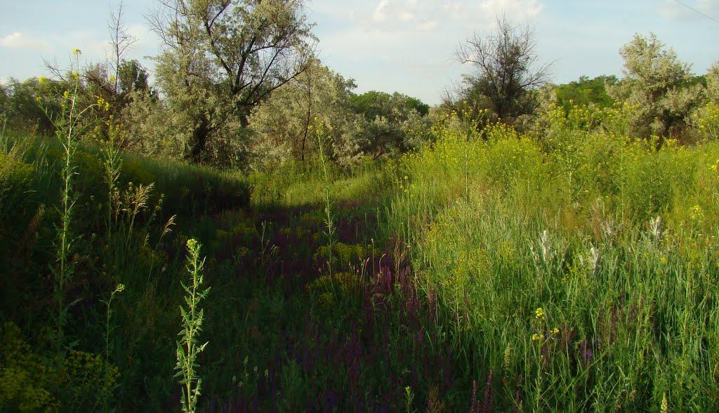 Дніпрельстан з panoramio.com - Днепрельстан