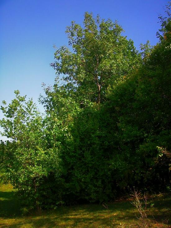 Плотинне з panoramio.com - Плотинное