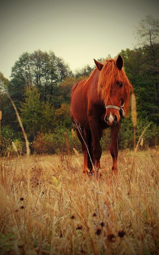 Дениші з panoramio.com - Дениші
