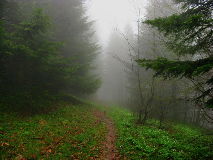 Карпатське з panoramio.com - Карпатське