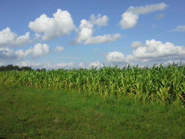 Вирка з panoramio.com - Вирка