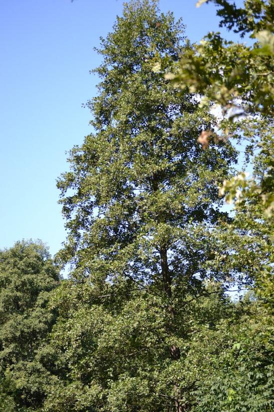 Грабовське з panoramio.com - Грабовское