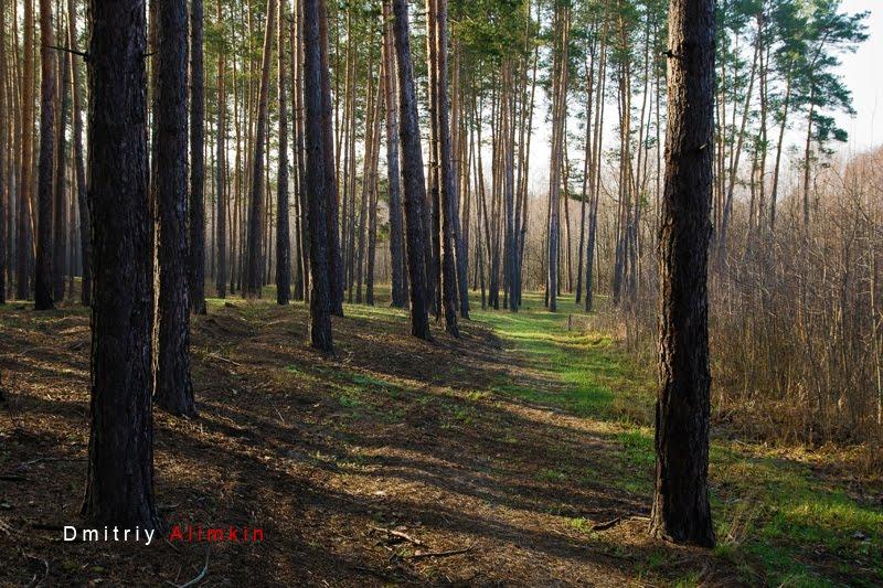 Старий Караван з panoramio.com - Старый Караван