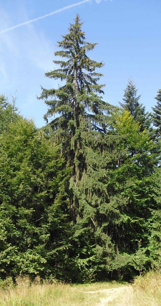 Міжгір'я з panoramio.com - Межгорье