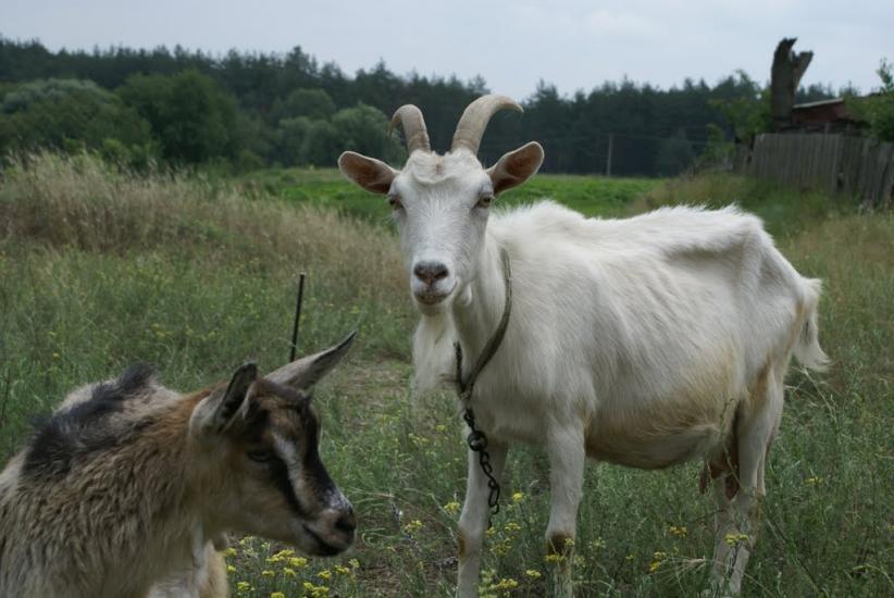 Макухівка з panoramio.com - Макухівка