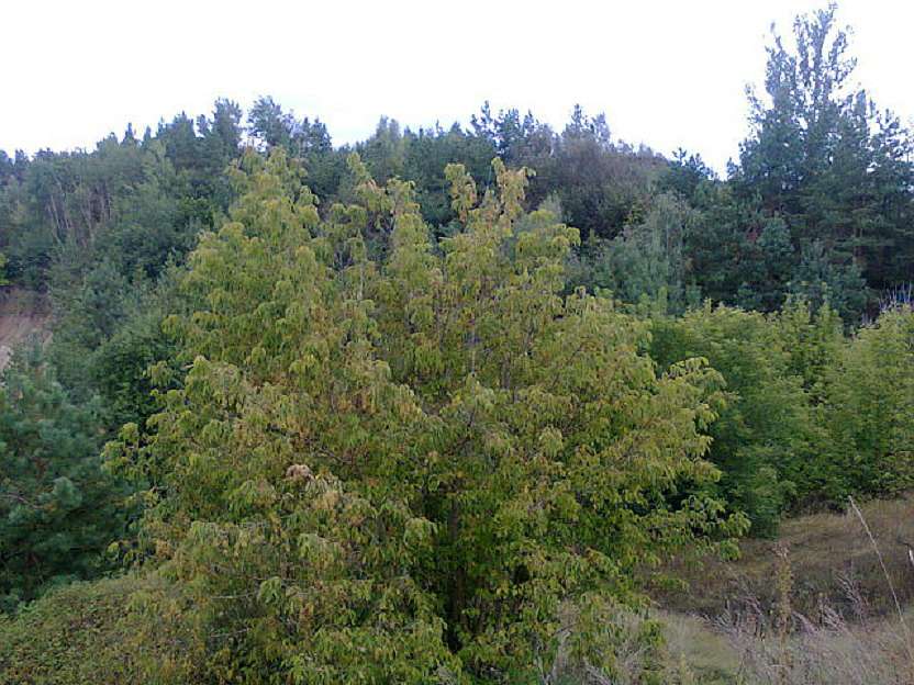 Любе село - Миролюбівка