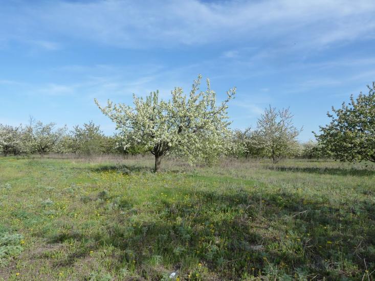 Володимирівка з panoramio.com - Volodymyrivka