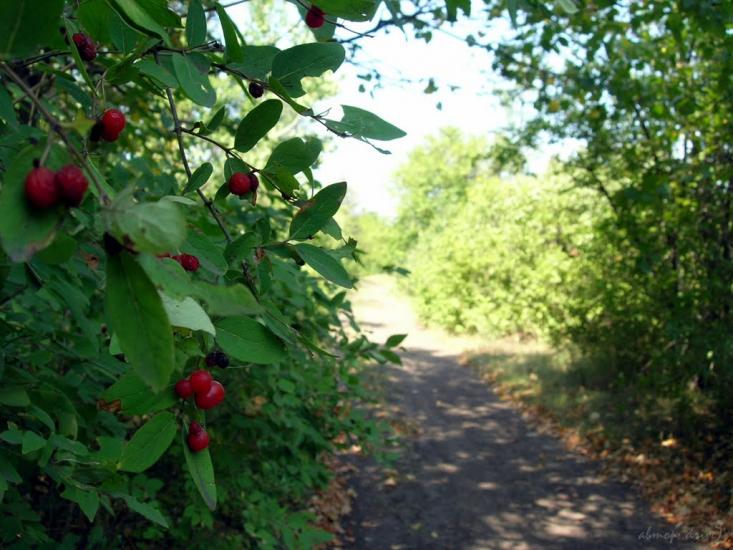 Червоні Поди з panoramio.com - Червоні Поди