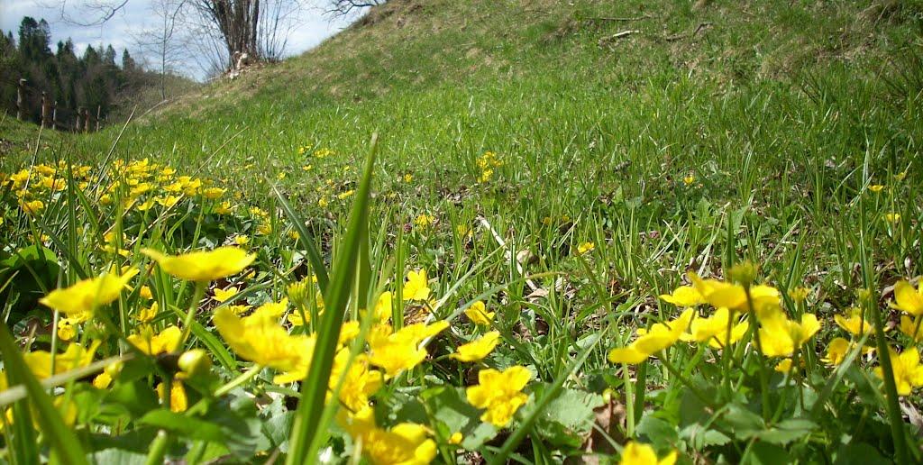 Труханів з panoramio.com - Труханів