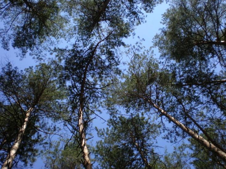 Геронимівка з panoramio.com - Geronymivka