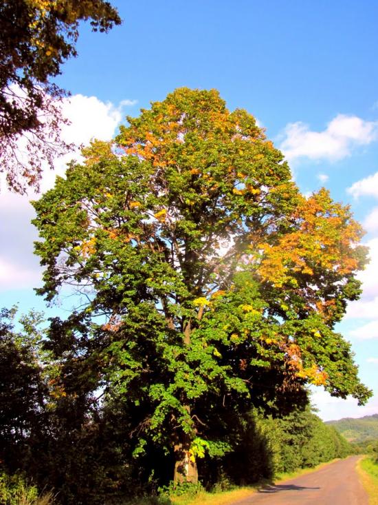 Козулька з panoramio.com - Козулька