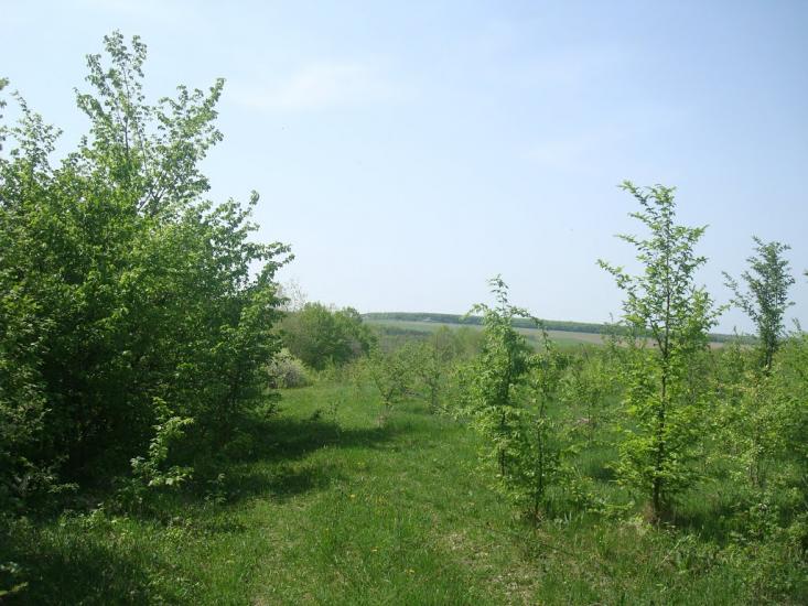Любомирівка з panoramio.com - Любомировка