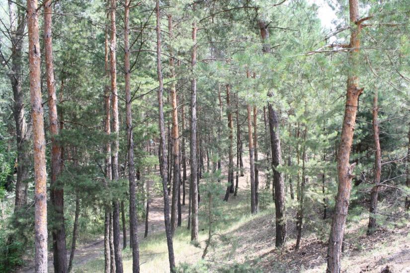 Новокомсомольське з panoramio.com - Новокомсомольское