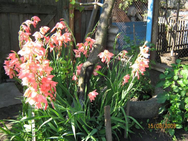 Верхня Сироватка з panoramio.com - Верхня Сироватка