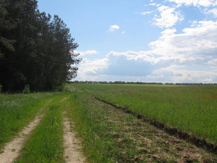 Товстоліс з panoramio.com - Толстолес