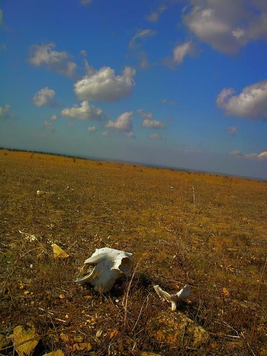 Рєпіне з panoramio.com - Рєпіне