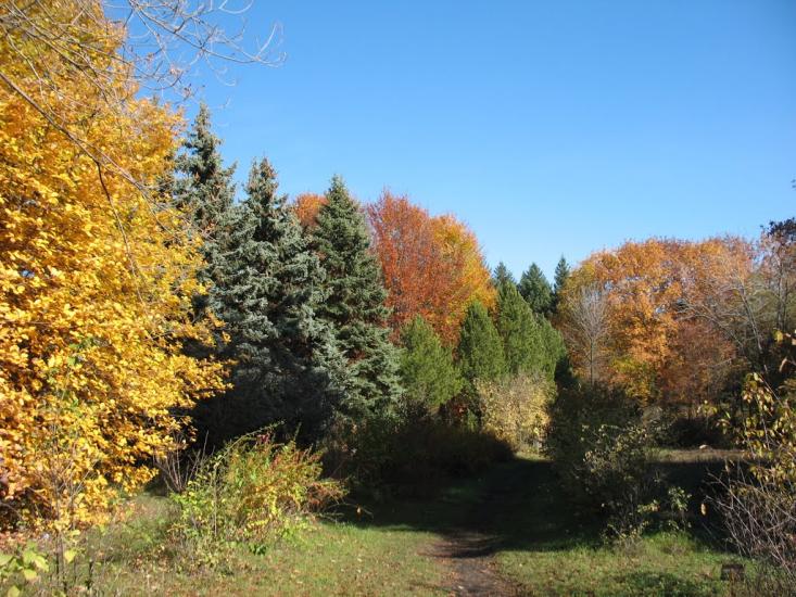 Світанок з panoramio.com - Світанок