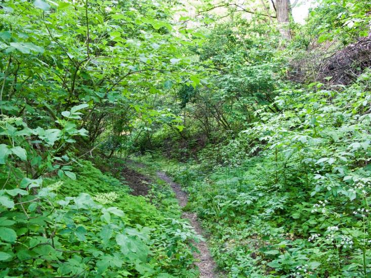 Луковиця з panoramio.com - Луковица