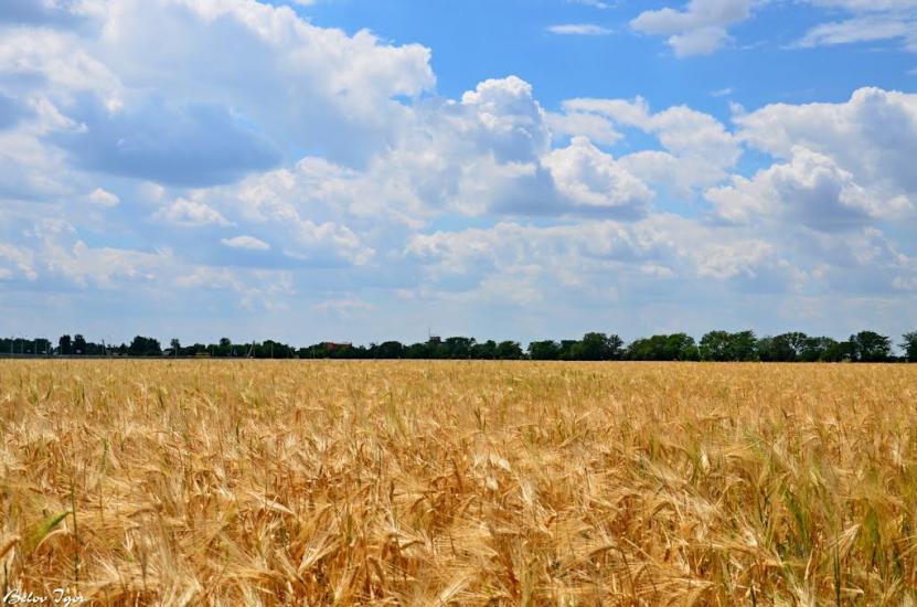 Дачне з panoramio.com - Dachne