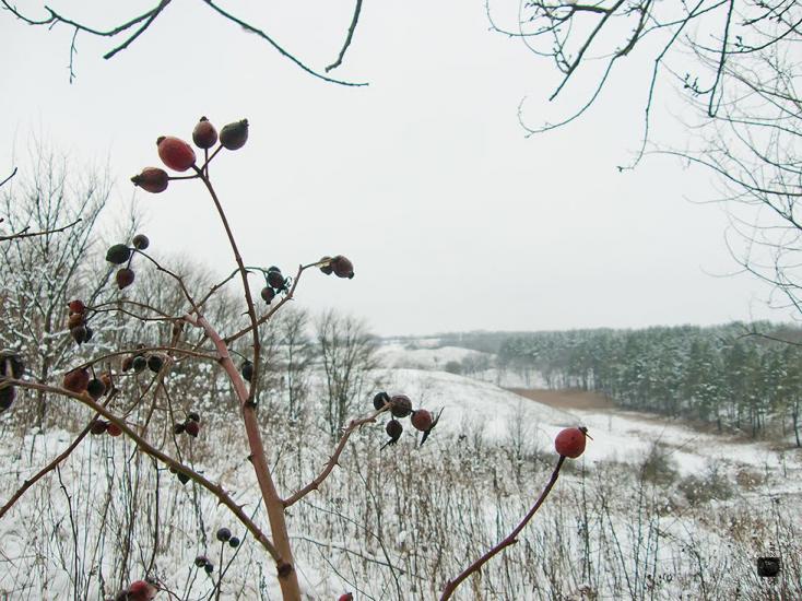 Сінне з panoramio.com - Сінне