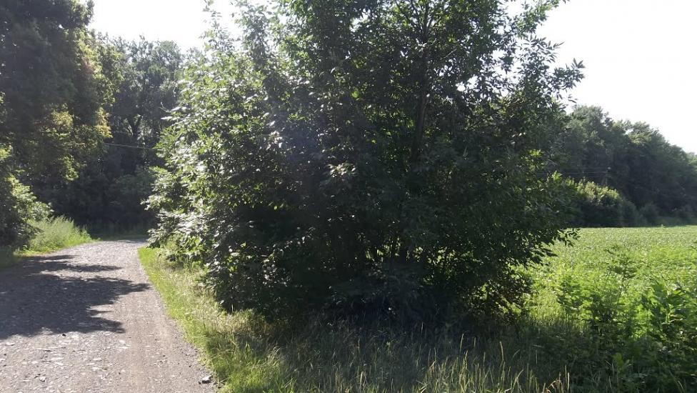 Федорівка з panoramio.com - Федоровка