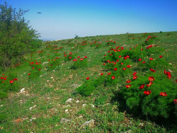 Лазарівка з panoramio.com - Lazarivka