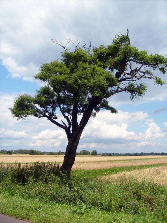 Миловань з panoramio.com - Миловань