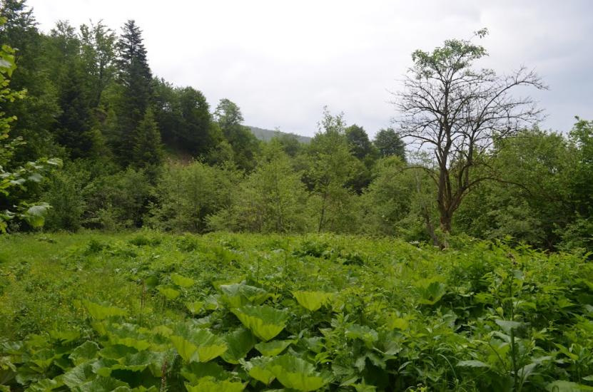 Крушельниця з panoramio.com - Крушельница
