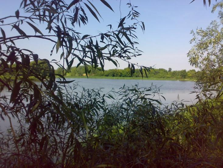 Сніжна з panoramio.com - Сніжна