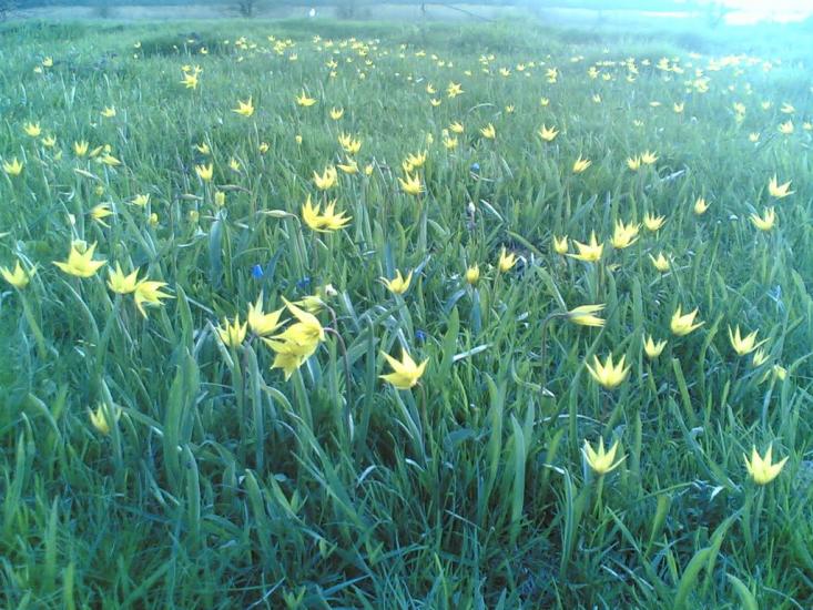 Кам'янка з panoramio.com - Камянка