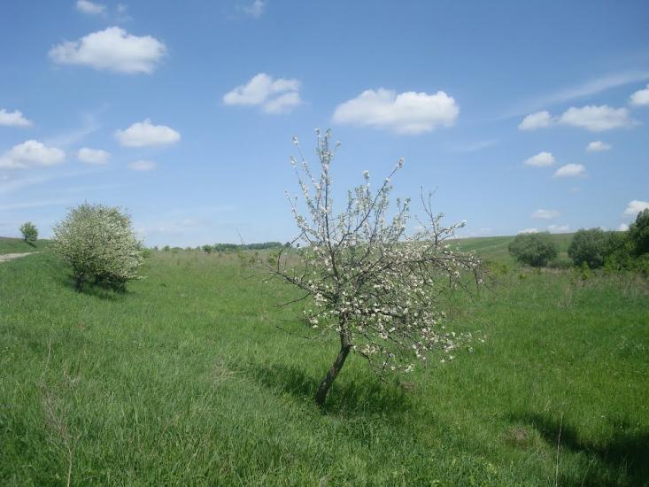 Мацьківці з panoramio.com - Мацьківці