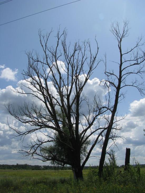 Гавронці з panoramio.com - Гавронці