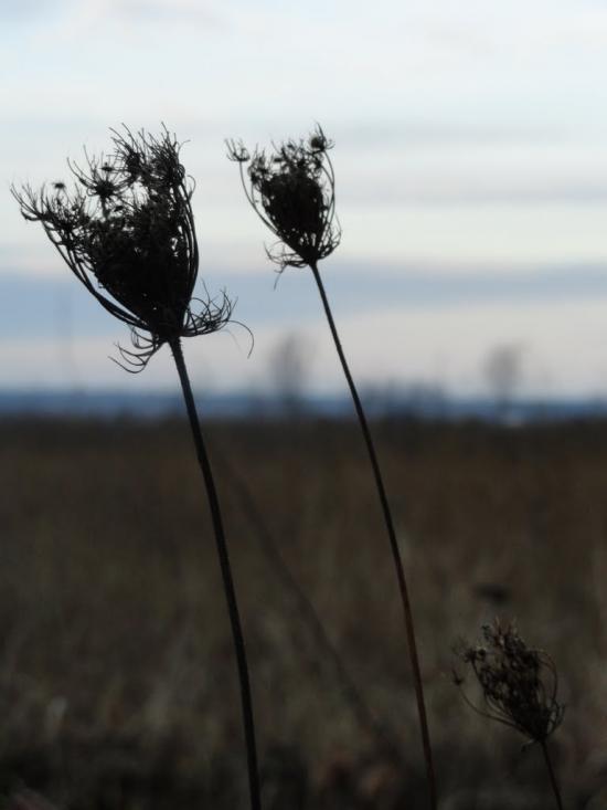 Дідовичі з panoramio.com - Дідовичі