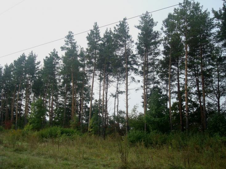 Кам'янка з panoramio.com - Каменка