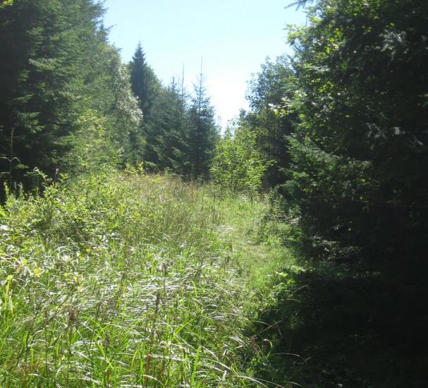Стебний з panoramio.com - Стебний