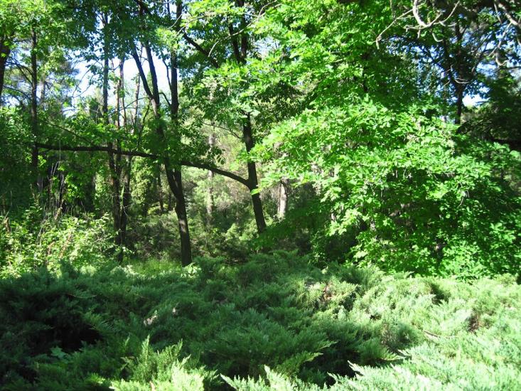 Бабичівка з panoramio.com - Бабичовка