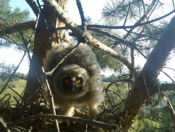Ценява з panoramio.com - Ценява