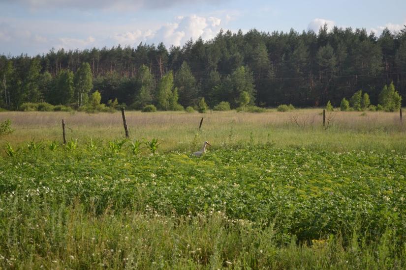 Пилівка з panoramio.com - Пылевка