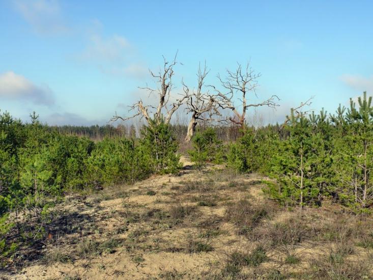 Новотроїцьке з panoramio.com - Новотроїцьке