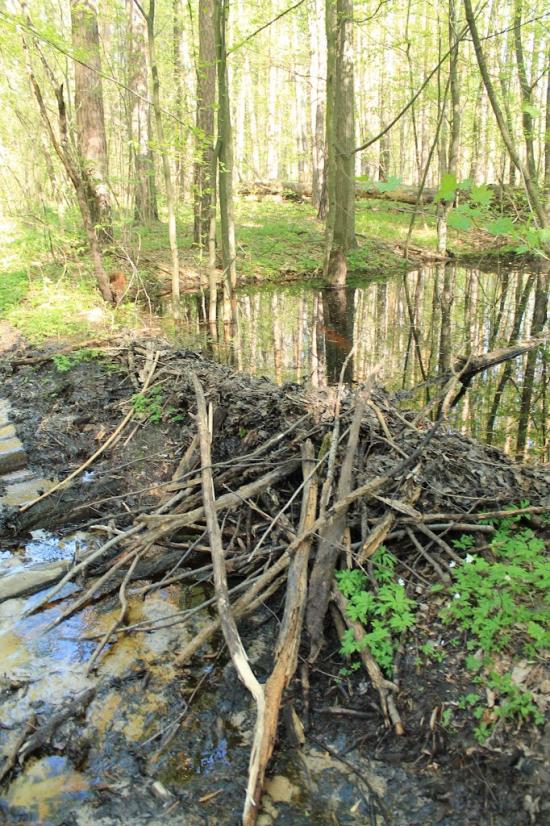 Мелені з panoramio.com - Meleni