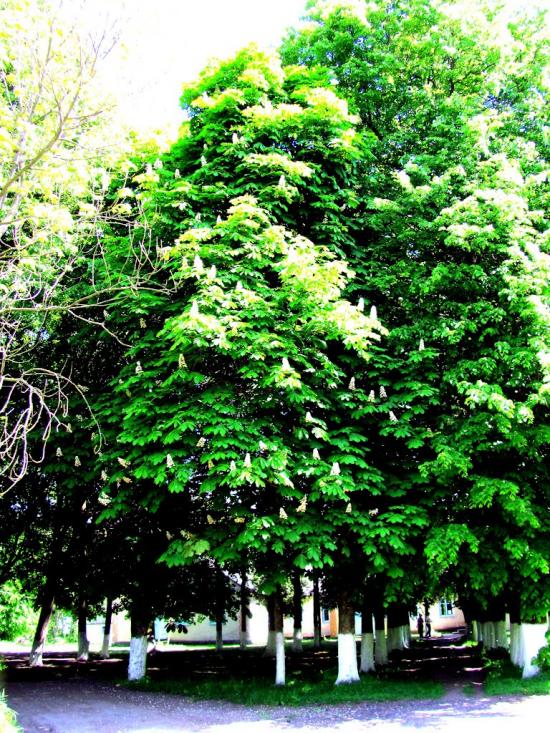 Сокіл з panoramio.com - Сокол