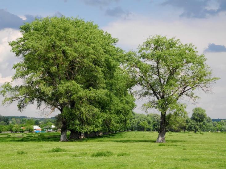 Мутин з panoramio.com - Mutyn