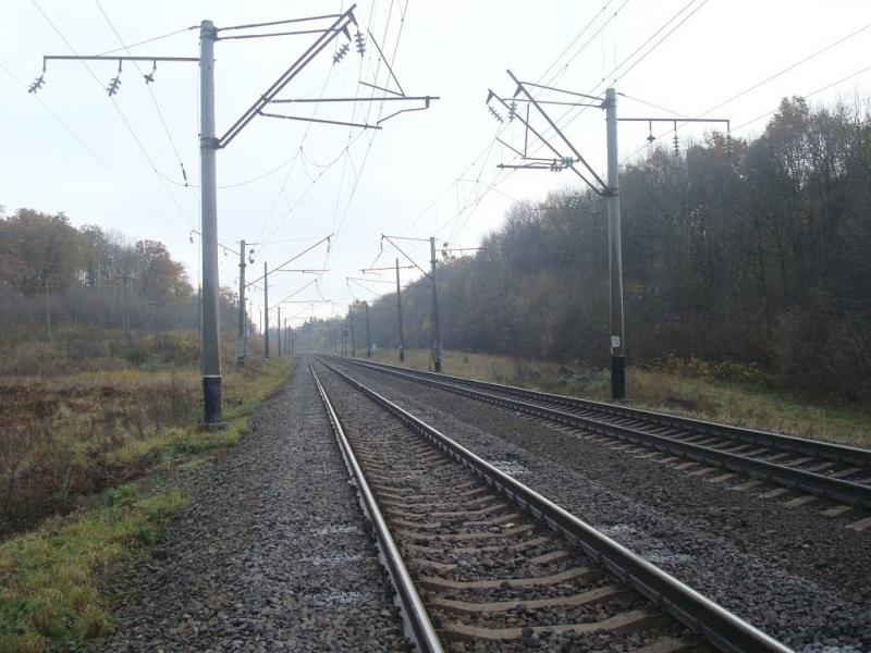 Рідкодуби з panoramio.com - Рідкодуби